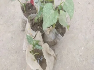 苗を植えた育苗ポットの写真